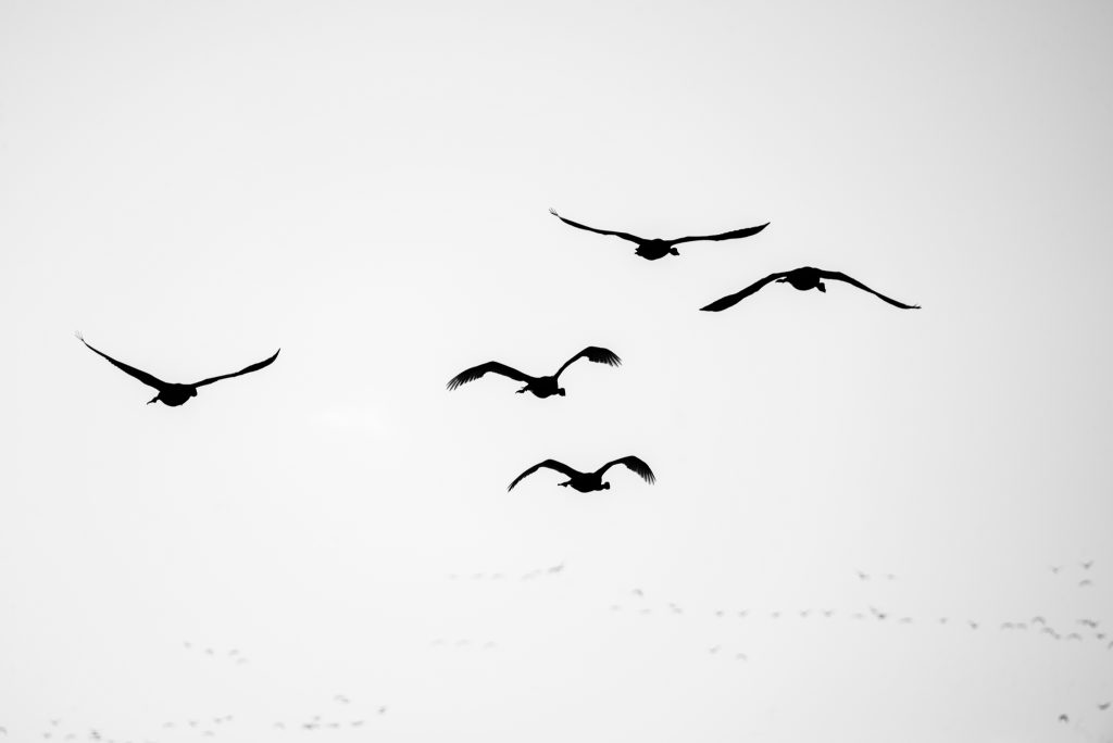 Vogels vliegen naar de horizon afscheid huisdier