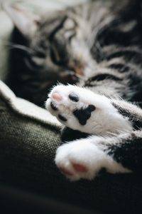 kattenpootjes - de kussentjes van een kat - dierencrematorium heerhugowaard - voor een waardig afscheid van je huisdier