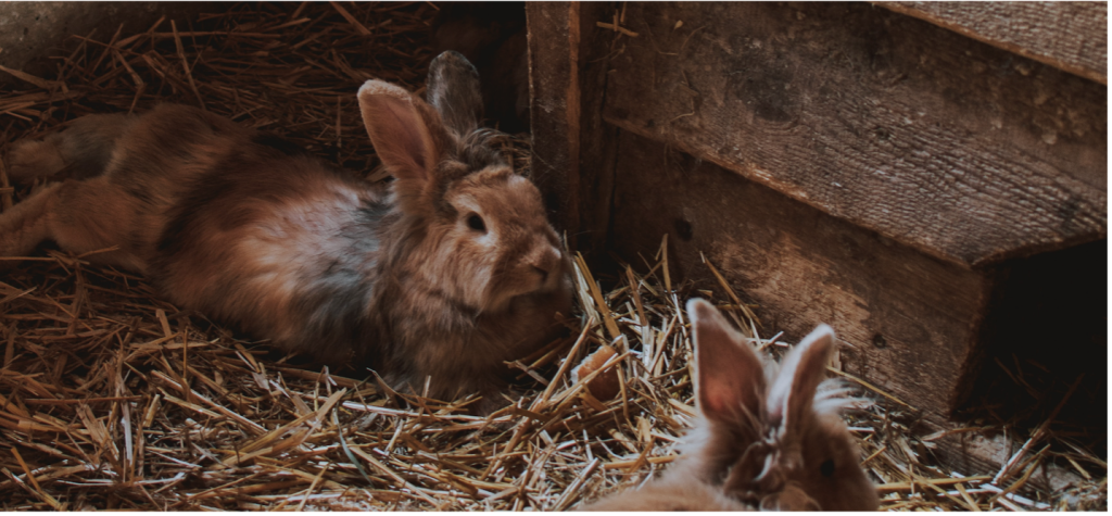 Twee konijnen samen in een hok in de winter om elkaar warm te houden.