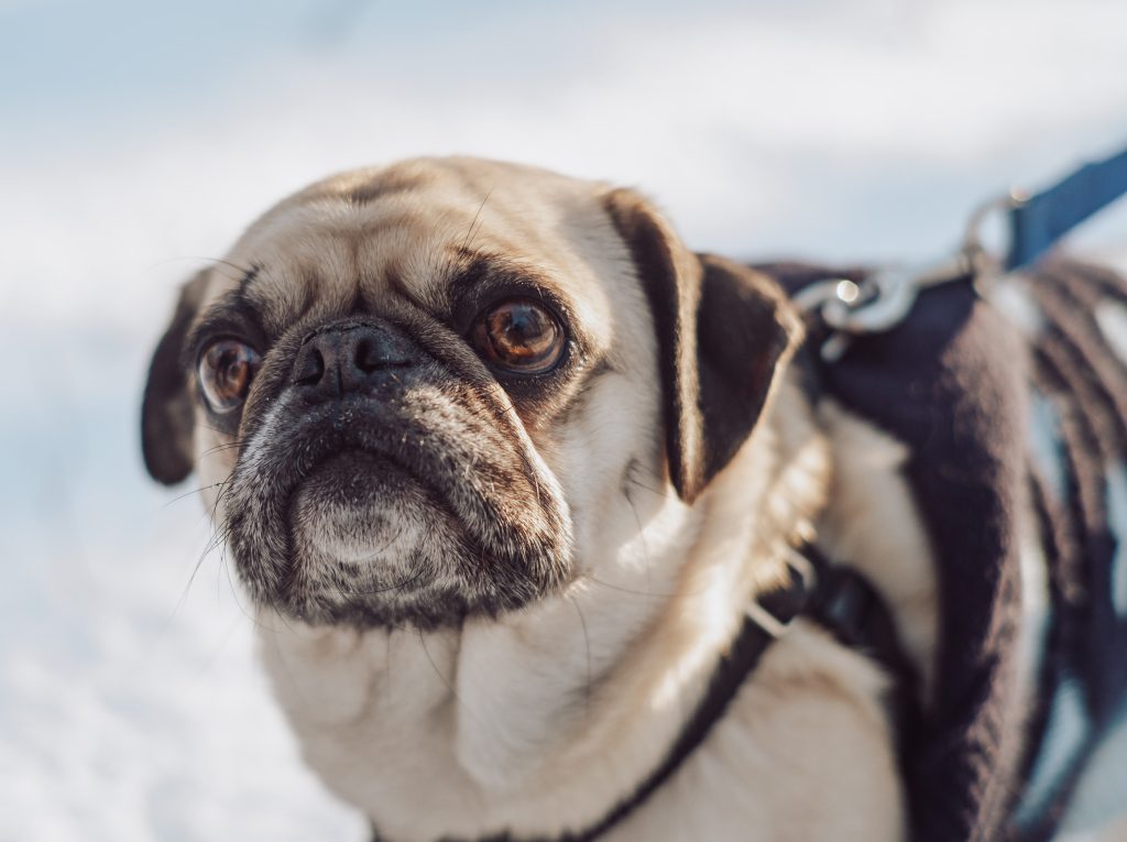 Hondje in de winter met jas aan