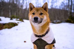 Hond in de winter met jas aan