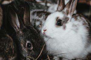 Twee konijnen samen is beter dan een in de winter.