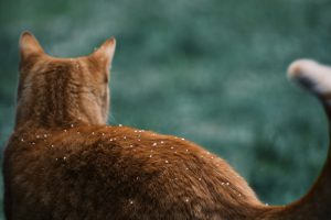 Kat in de winter - Dierencrematorium Heerhugowaard