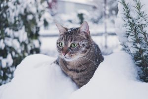 Kat in de sneeuw - kat sneeuw - besneeuwde kat - dierencrematorium